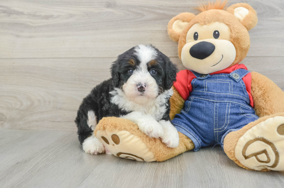 5 week old Mini Bernedoodle Puppy For Sale - Puppy Love PR