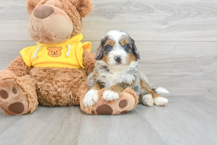 Mini Bernedoodle Pup Being Cute