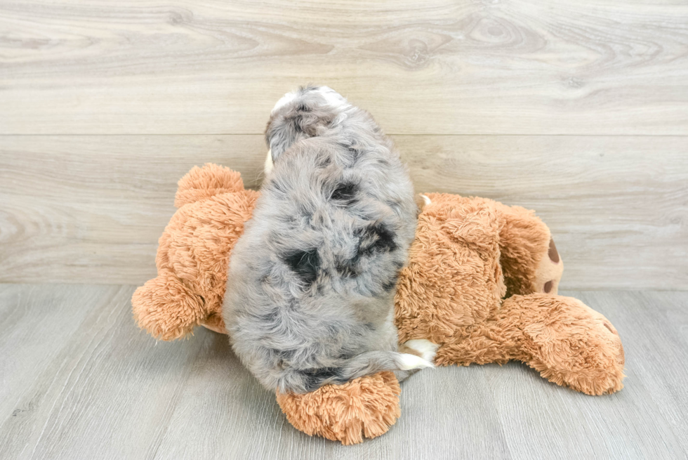 Energetic Mini Bernese Poodle Poodle Mix Puppy