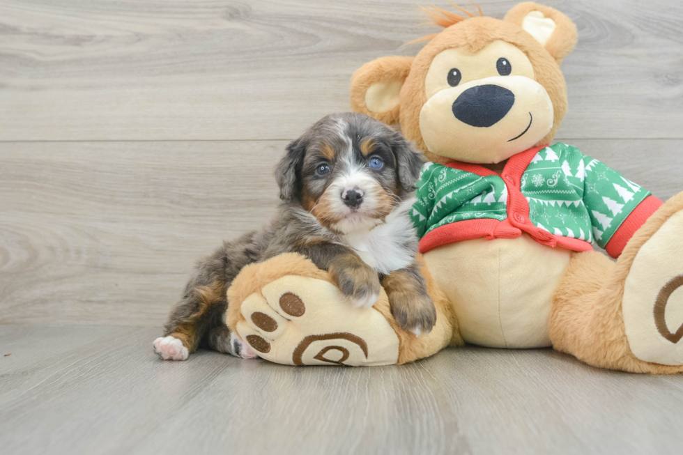 Friendly Mini Bernedoodle Baby