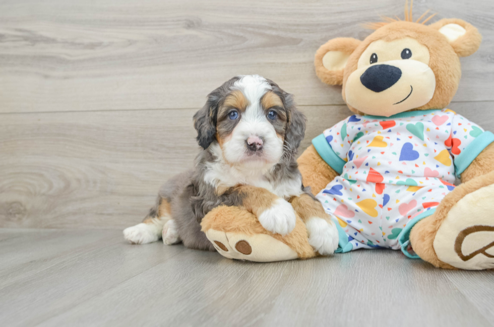 6 week old Mini Bernedoodle Puppy For Sale - Puppy Love PR