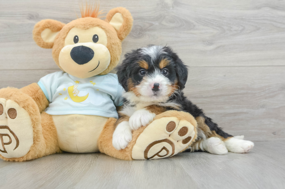 6 week old Mini Bernedoodle Puppy For Sale - Puppy Love PR