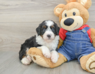 7 week old Mini Bernedoodle Puppy For Sale - Puppy Love PR