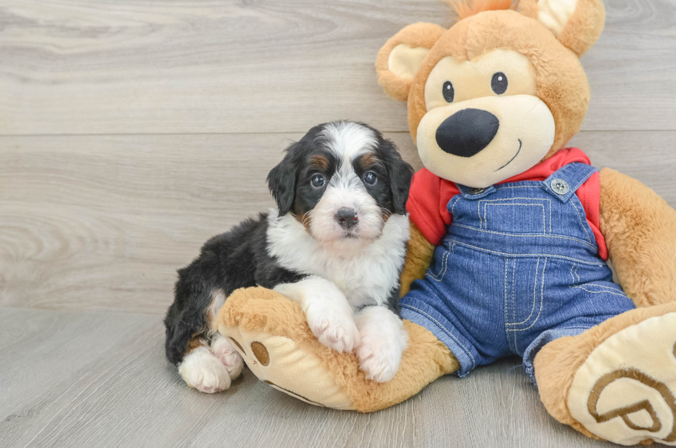 5 week old Mini Bernedoodle Puppy For Sale - Puppy Love PR