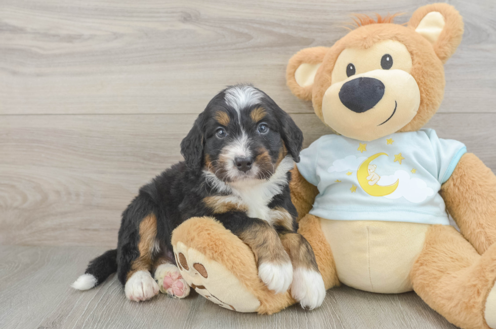 5 week old Mini Bernedoodle Puppy For Sale - Puppy Love PR
