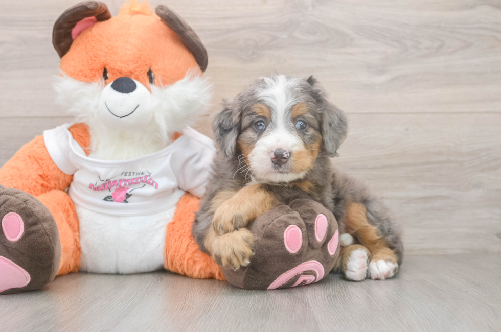 5 week old Mini Bernedoodle Puppy For Sale - Puppy Love PR