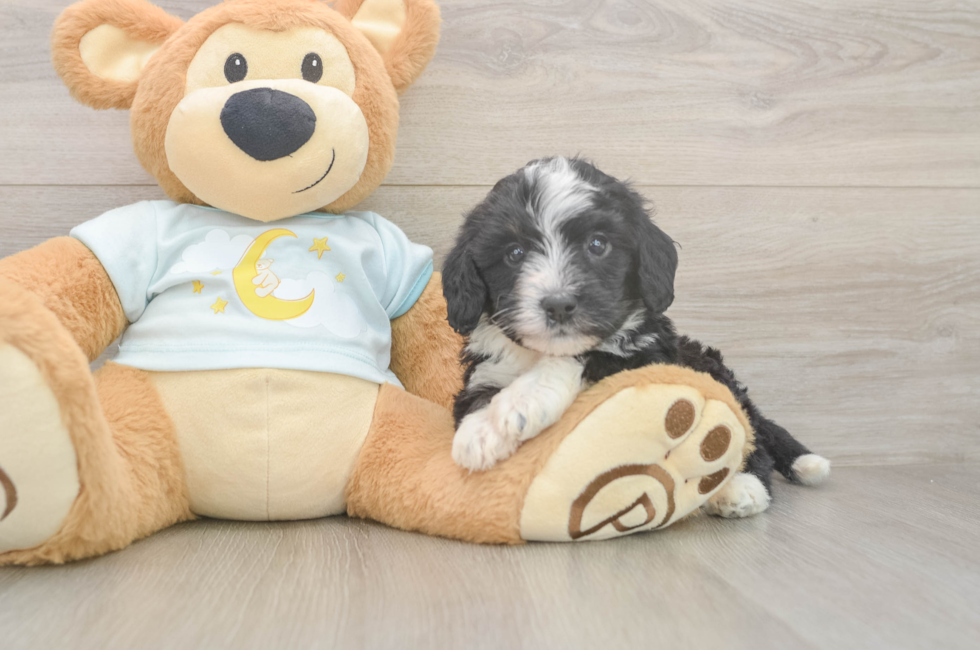 5 week old Mini Bernedoodle Puppy For Sale - Puppy Love PR
