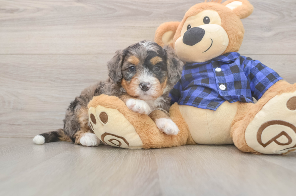 5 week old Mini Bernedoodle Puppy For Sale - Puppy Love PR