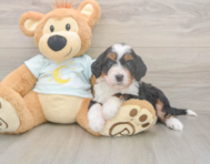 5 week old Mini Bernedoodle Puppy For Sale - Puppy Love PR