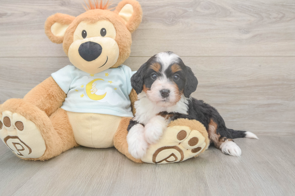 5 week old Mini Bernedoodle Puppy For Sale - Puppy Love PR