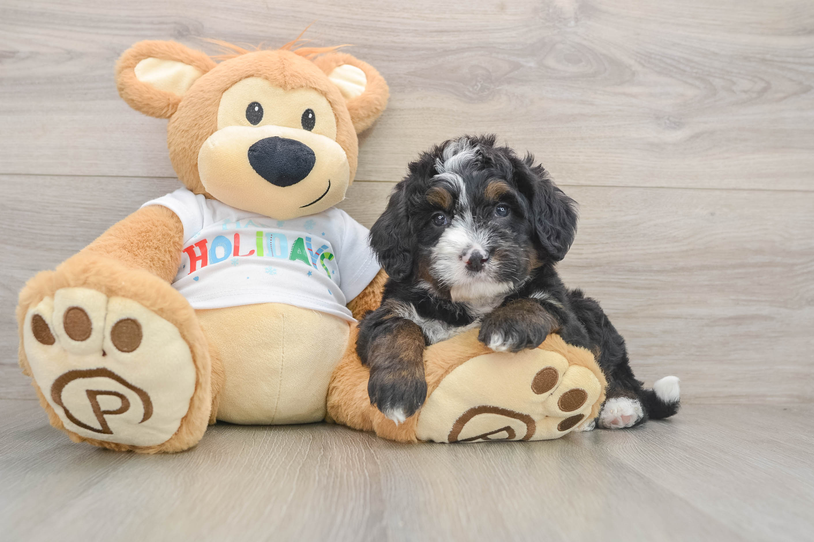Cute Mini Bernedoodle Baby