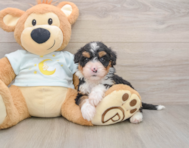 5 week old Mini Bernedoodle Puppy For Sale - Puppy Love PR