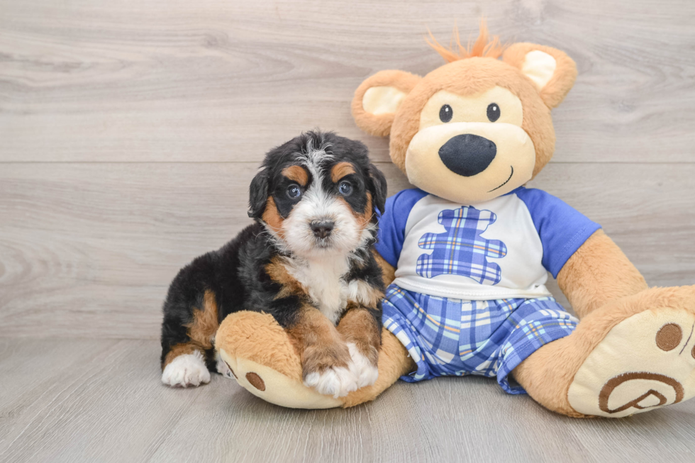 Funny Mini Bernedoodle Poodle Mix Pup