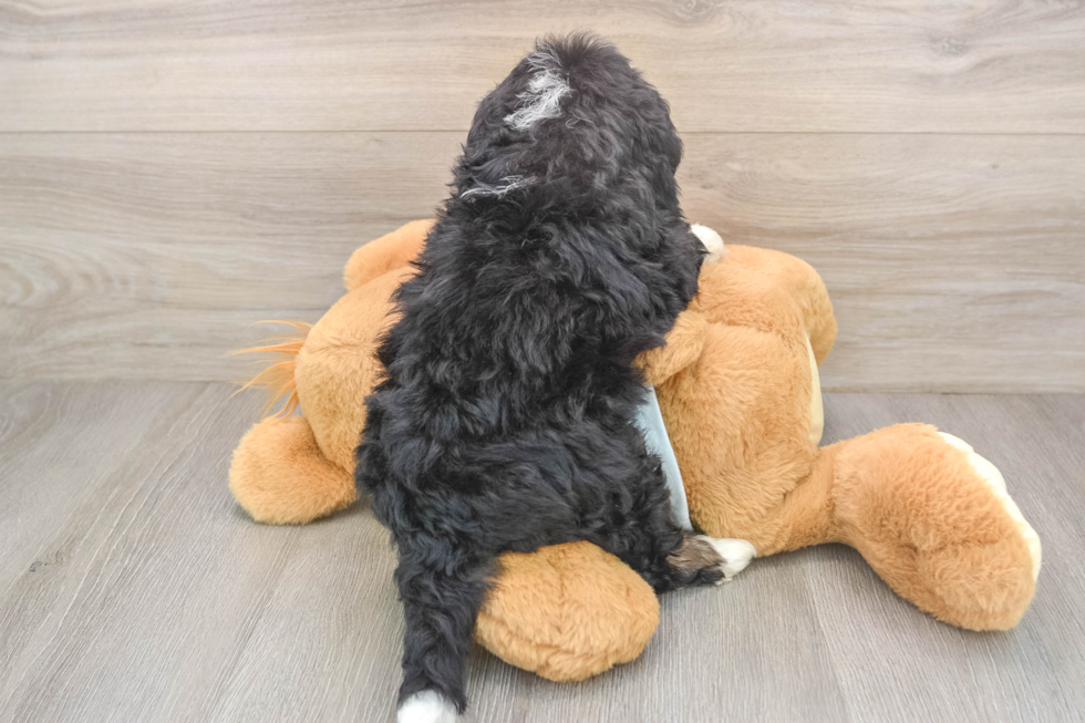 Mini Bernedoodle Puppy for Adoption