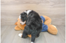 Adorable Mini Bernese Poodle Poodle Mix Puppy