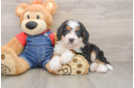 Playful Bernese Doodle Poodle Mix Puppy