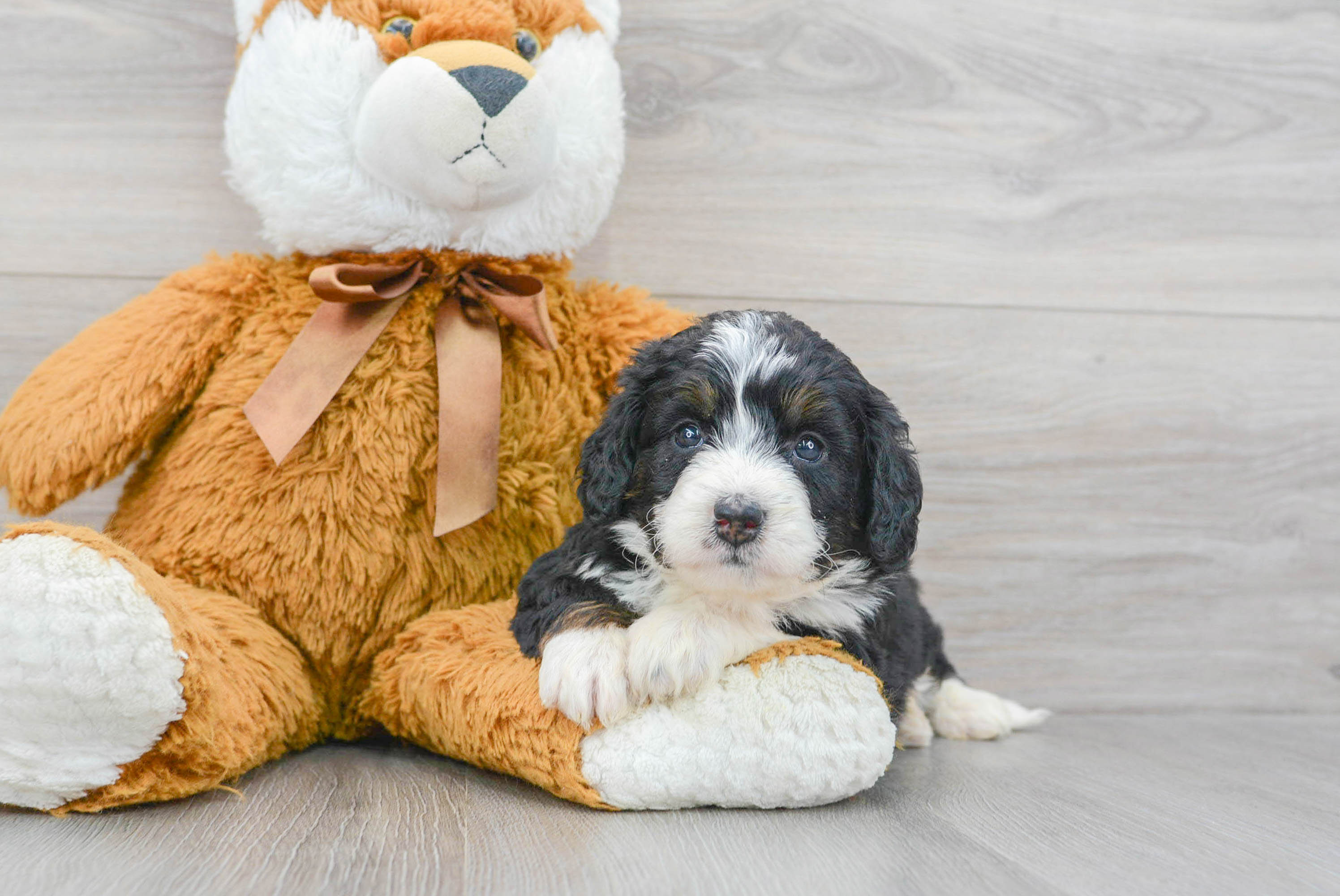 Happy Mini Bernedoodle Baby