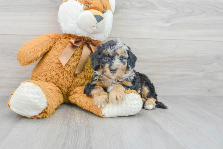 Mini Bernedoodle Pup Being Cute