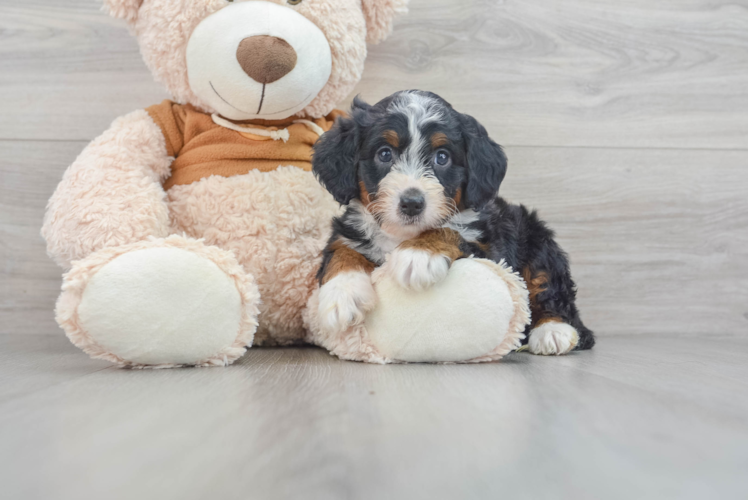 Meet Demi - our Mini Bernedoodle Puppy Photo 1/3 - Puppy Love PR Best Mini Bernedoodle Baby