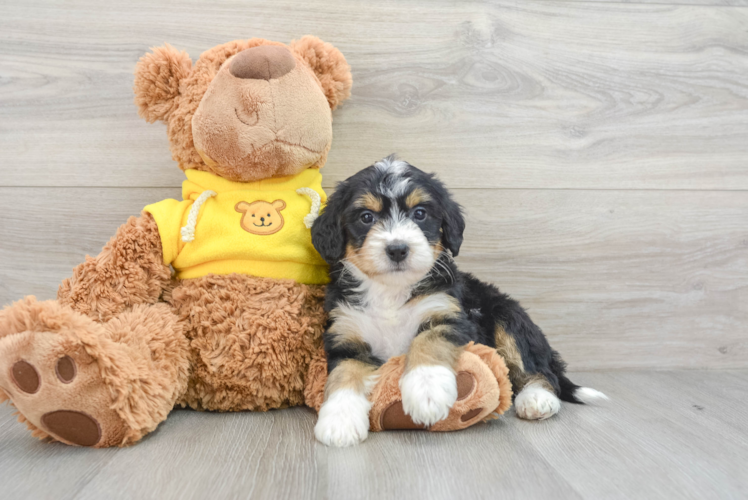 Meet Demi - our Mini Bernedoodle Puppy Photo 1/3 - Puppy Love PR Sweet Mini Bernedoodle Baby
