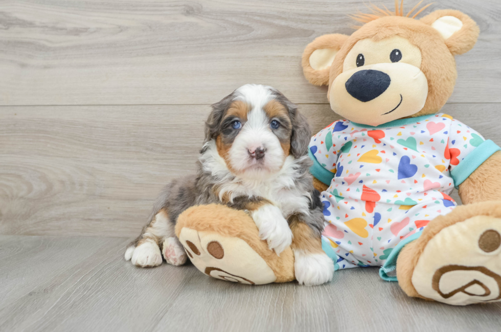 6 week old Mini Bernedoodle Puppy For Sale - Puppy Love PR