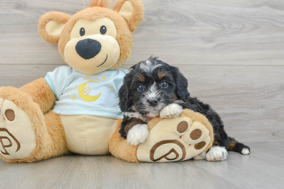 Small Mini Bernedoodle Baby