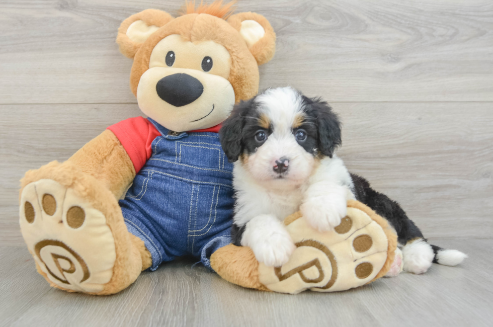 5 week old Mini Bernedoodle Puppy For Sale - Puppy Love PR