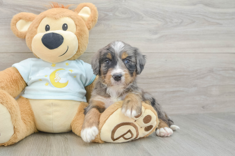 5 week old Mini Bernedoodle Puppy For Sale - Puppy Love PR