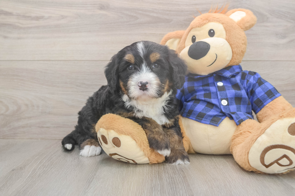 5 week old Mini Bernedoodle Puppy For Sale - Puppy Love PR