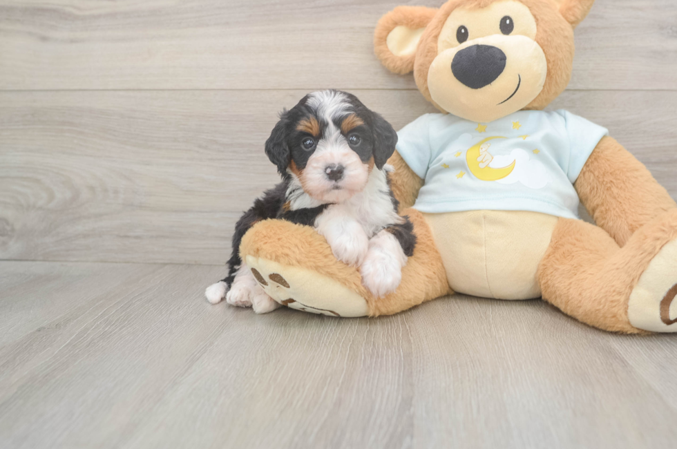 5 week old Mini Bernedoodle Puppy For Sale - Puppy Love PR