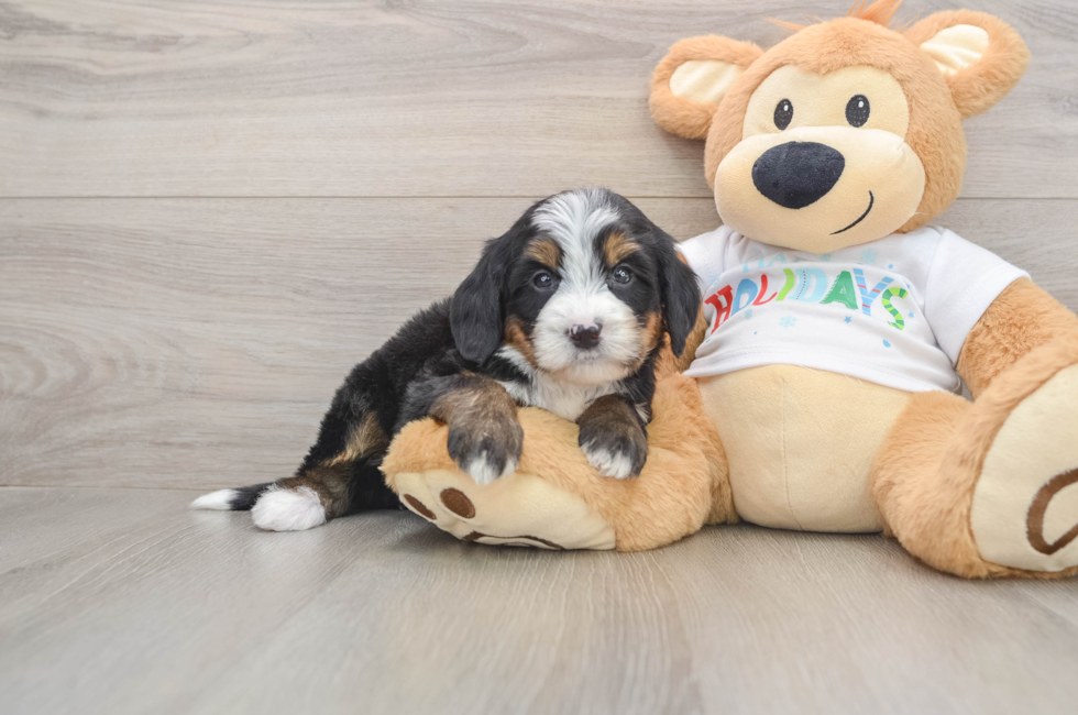 5 week old Mini Bernedoodle Puppy For Sale - Puppy Love PR