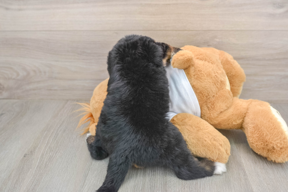 Little Bernadoodle Poodle Mix Puppy