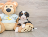 7 week old Mini Bernedoodle Puppy For Sale - Puppy Love PR
