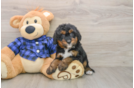 Small Mini Bernedoodle Baby