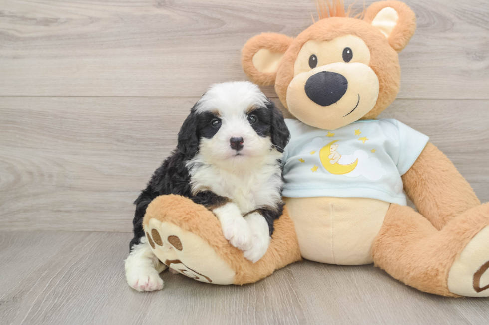 Cute Mini Bernedoodle Baby