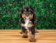 8 week old Mini Bernedoodle Puppy For Sale - Puppy Love PR