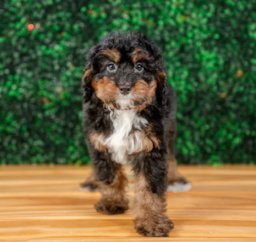 10 week old Mini Bernedoodle Puppy For Sale - Puppy Love PR