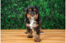 Cute Mini Berniedoodle Poodle Mix Puppy