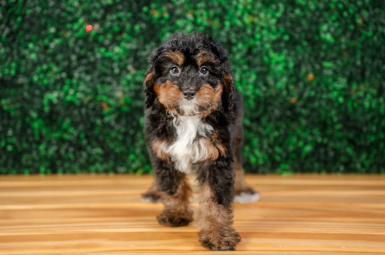 Cute Mini Berniedoodle Poodle Mix Puppy