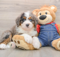6 week old Mini Bernedoodle Puppy For Sale - Puppy Love PR