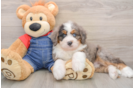 Petite Mini Bernedoodle Poodle Mix Pup