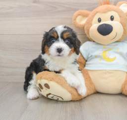 8 week old Mini Bernedoodle Puppy For Sale - Puppy Love PR