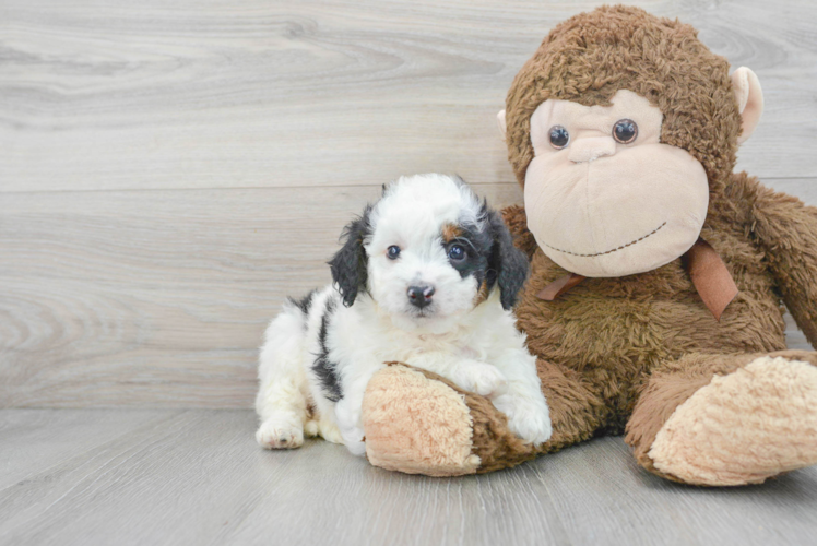 Meet Demi - our Mini Bernedoodle Puppy Photo 1/3 - Puppy Love PR Mini Bernedoodle Puppy for Adoption