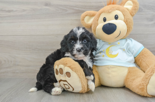 Smart Mini Bernedoodle Poodle Mix Pup