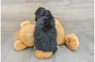 Best Mini Bernedoodle Baby