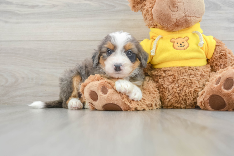 Meet Kairos - our Mini Bernedoodle Puppy Photo 1/3 - Puppy Love PR Mini Bernedoodle Puppy for Adoption