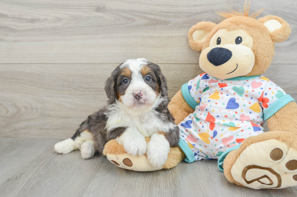 6 week old Mini Bernedoodle Puppy For Sale - Puppy Love PR