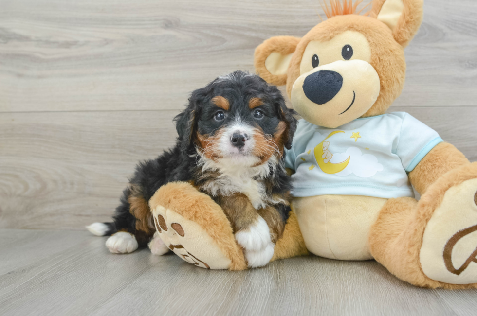 6 week old Mini Bernedoodle Puppy For Sale - Puppy Love PR