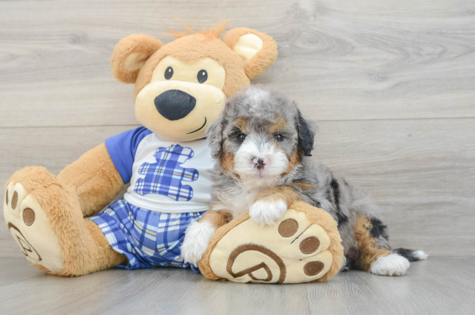 5 week old Mini Bernedoodle Puppy For Sale - Puppy Love PR