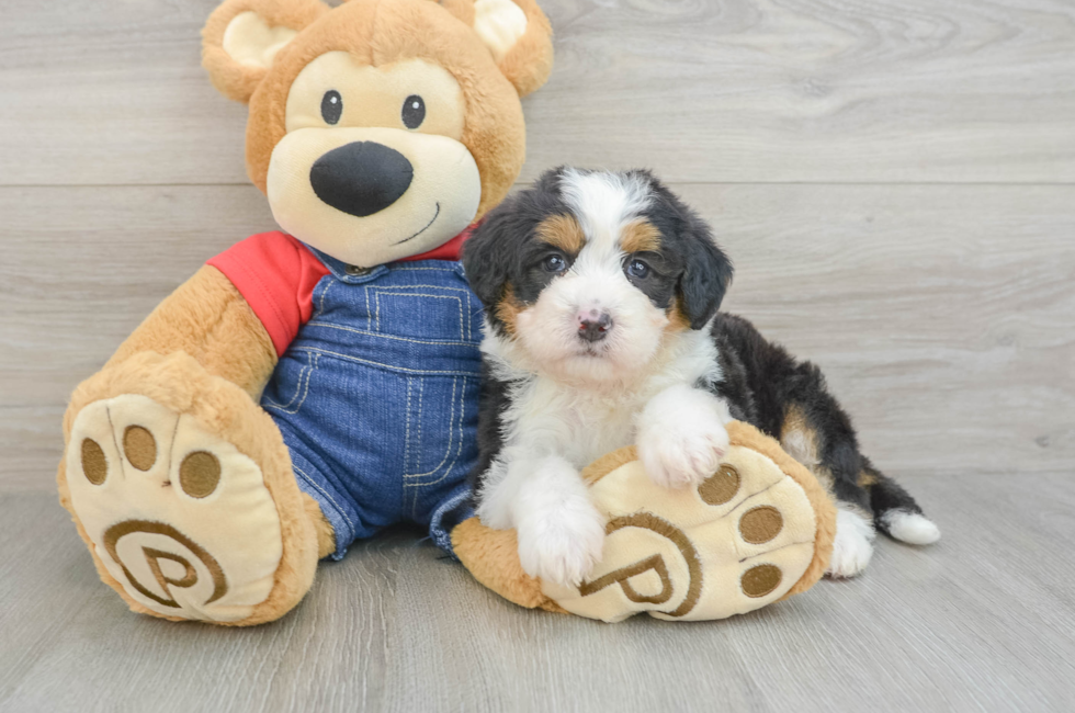 5 week old Mini Bernedoodle Puppy For Sale - Puppy Love PR